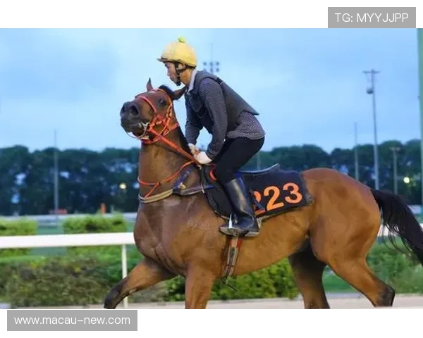 新澳门滚球盘赛事实时数据分析帮助玩家做出精准投注决策